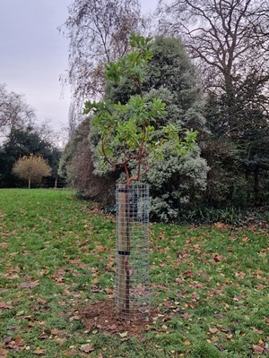 strwaberry tree